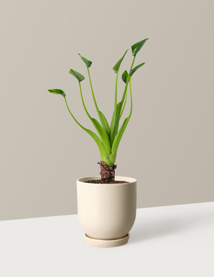 Small (5"-9" tall) / Westcott (4.75" wide) / Cream