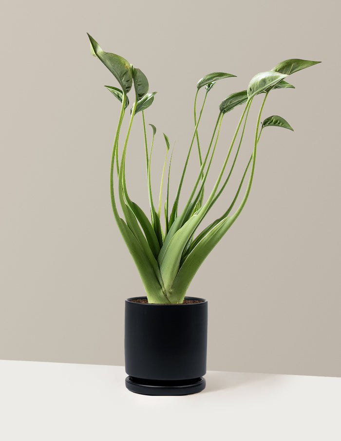 Medium (10"-12" tall) / Isabella (6.25" wide) / Black