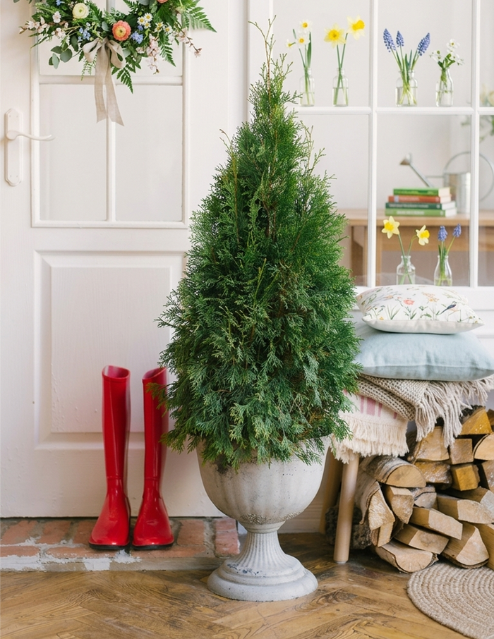 American Pillar Thuja