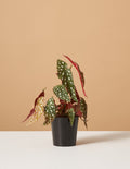 bundle | Small | Grow Pot