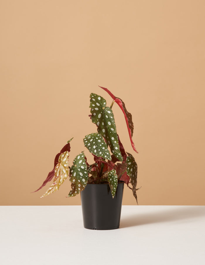 bundle | Small | Grow Pot