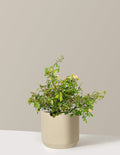 Apricot Drift® Rose