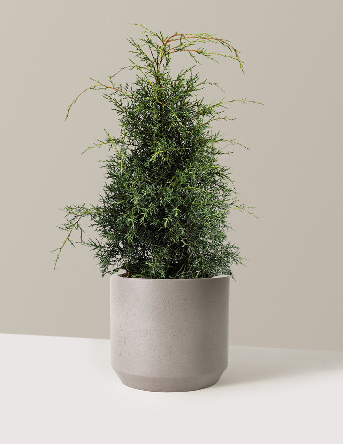 bundle | 2-3 ft - Single | Mexia | Cement Grey