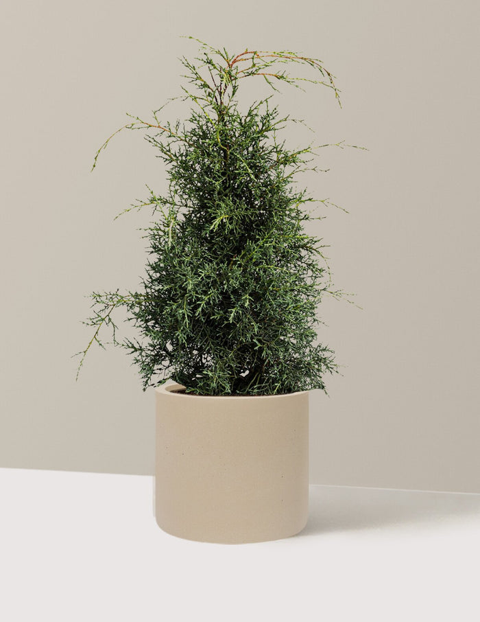 2-3 ft. - Single / Agnes (10" wide) / Sand