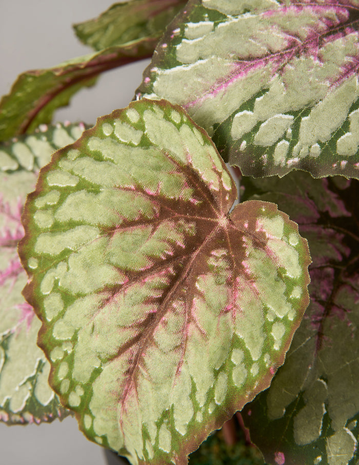 Artificial Rex Begonia