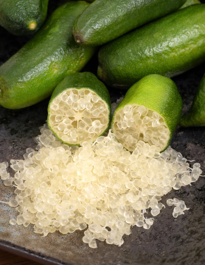 Australian Finger Lime Tree