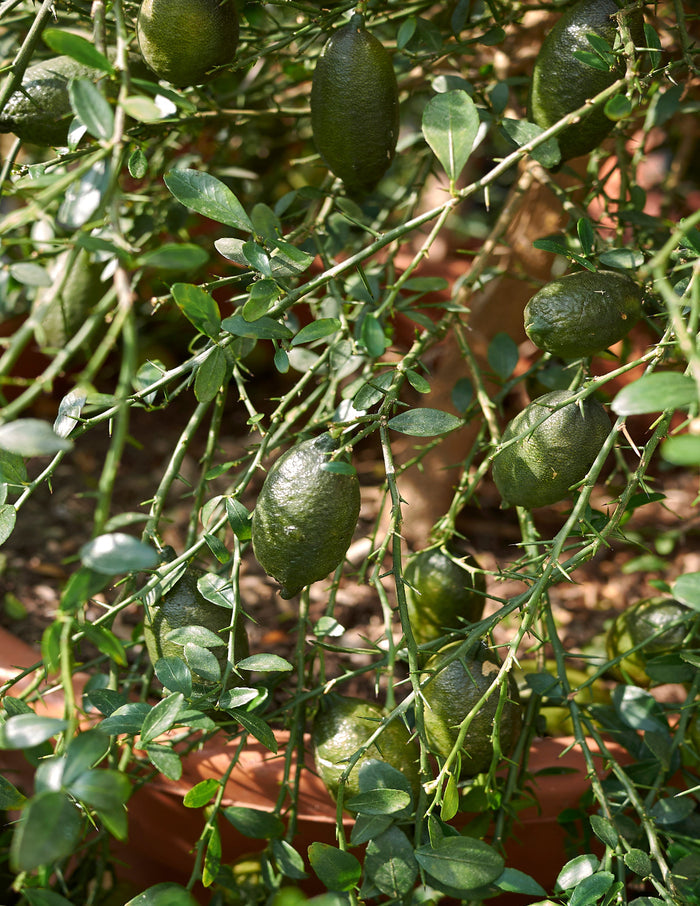 Australian Finger Lime Tree