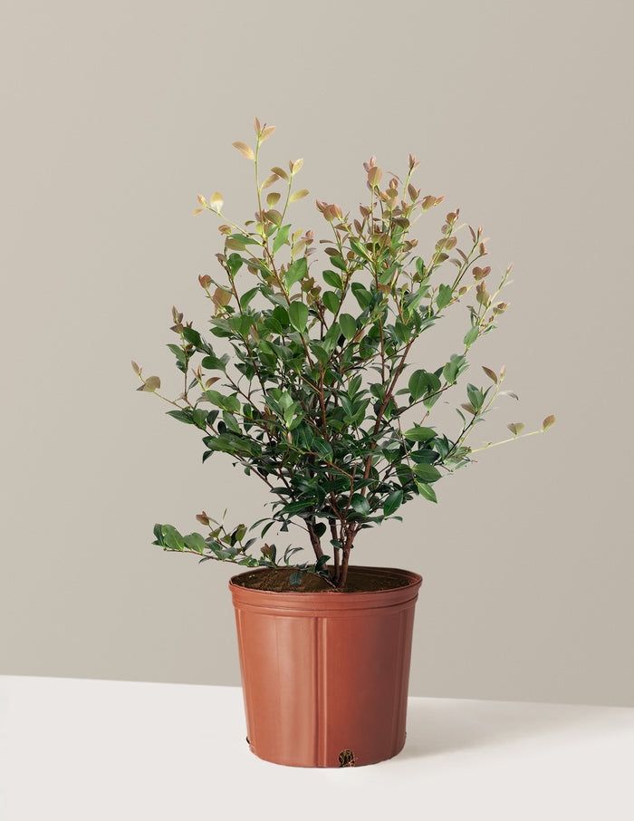 Autumn Spirit Camellia