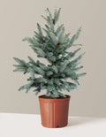 Baby Blue Eyes Spruce