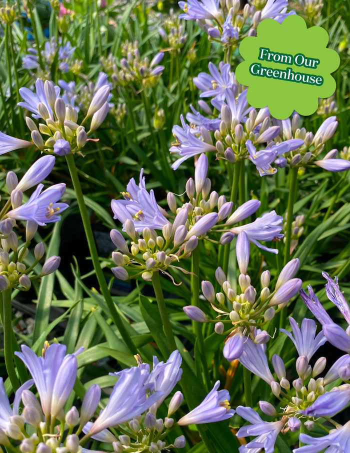 Baby Pete™ Agapanthus