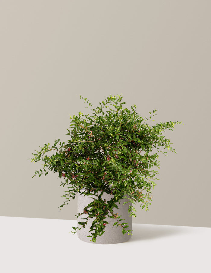 bundle | 3 Gallon | Agnes | Cement Grey