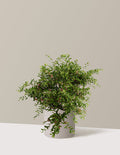 bundle | 3 Gallon | Agnes | Cement Grey