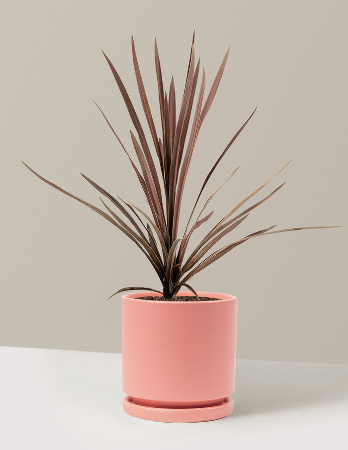 1 Gallon - Single / Isabella (8.25" wide) / Bubblegum