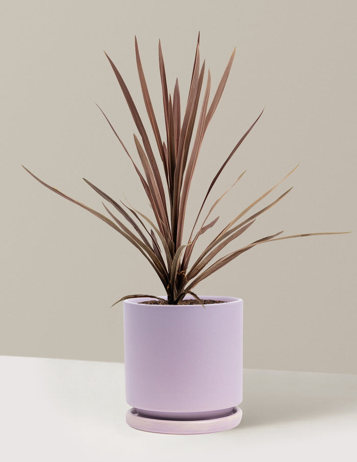 1 Gallon - Single / Isabella (8.25" wide) / Lavender
