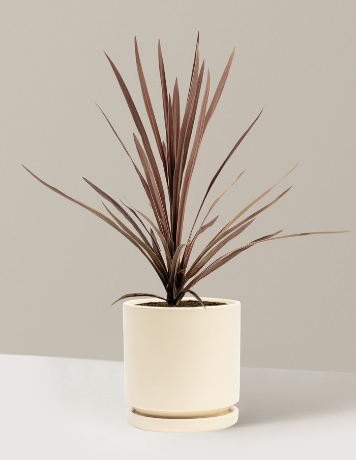 1 Gallon - Single / Isabella (8.25" wide) / Almond