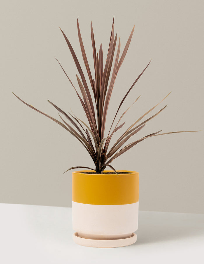 1 Gallon - Single / Isabella (8.25" wide) / Top Half Mustard