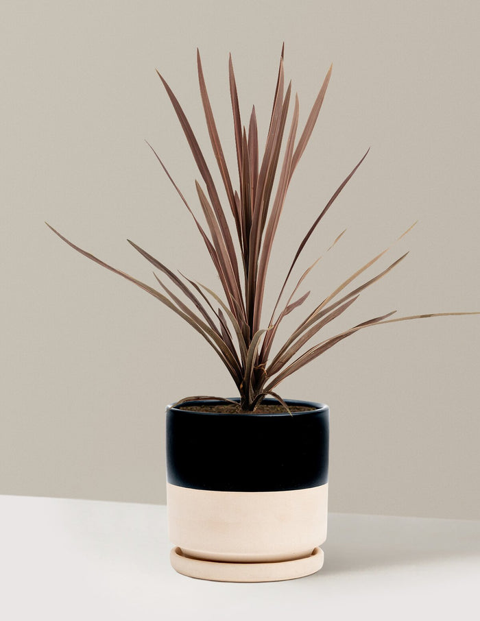 1 Gallon - Single / Isabella (8.25" wide) / Top Half Black