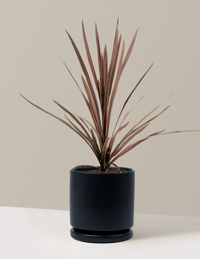 1 Gallon - Single / Isabella (8.25" wide) / Black