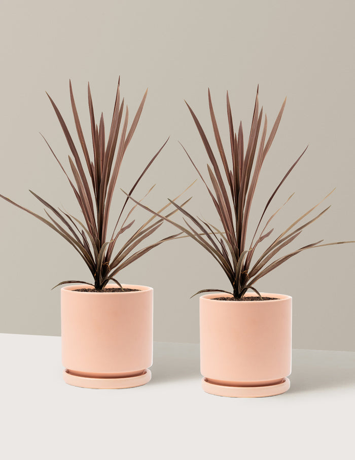 1 Gallon - 2-Pack / Isabella (8.25" wide) / Blush