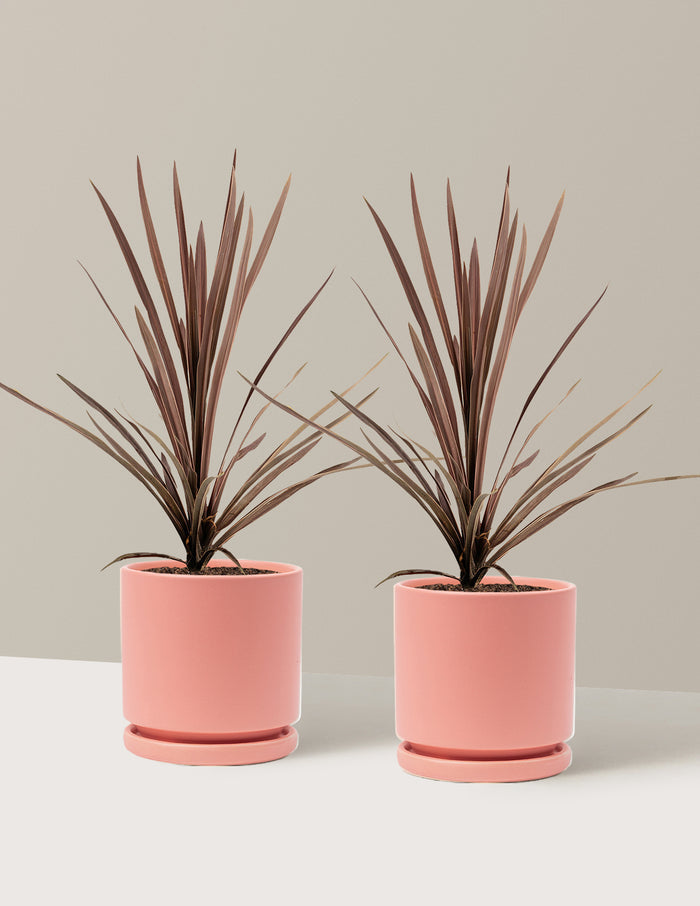 1 Gallon - 2-Pack / Isabella (8.25" wide) / Bubblegum