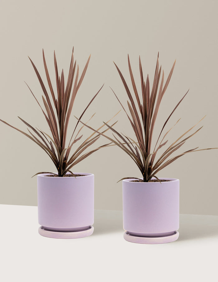 1 Gallon - 2-Pack / Isabella (8.25" wide) / Lavender
