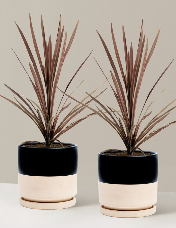 1 Gallon - 2-Pack / Isabella (8.25" wide) / Top Half Black