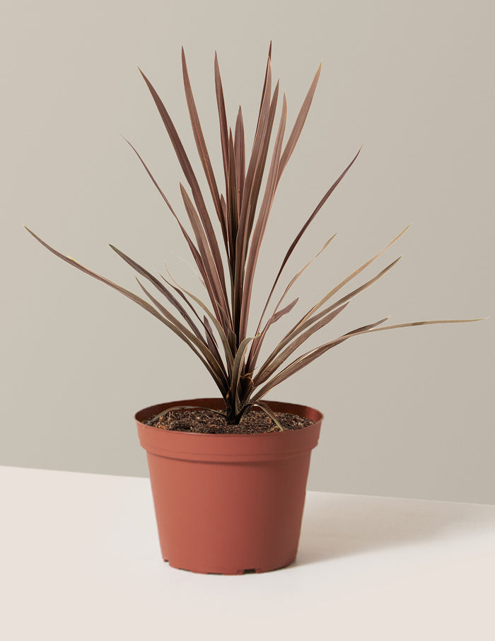 bundle | 1 Gallon - Single | Grow Pot