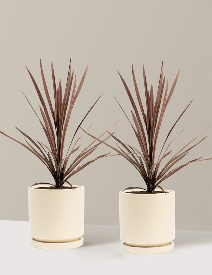 bundle | 1 Gallon - 2 Pack | Isabella | Almond