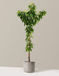 Bing Cherry Tree