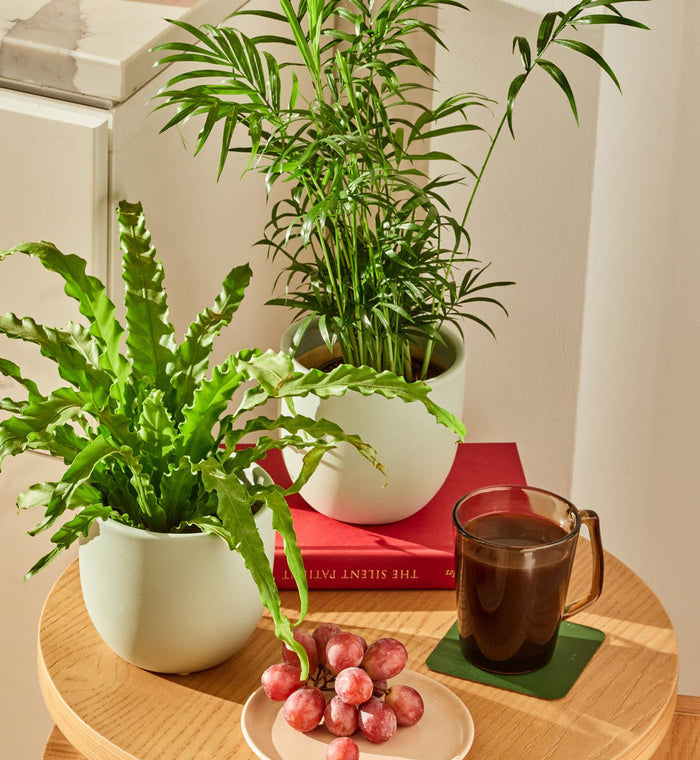Potted plants, a cup of coffee, and grapes on a wooden table.
