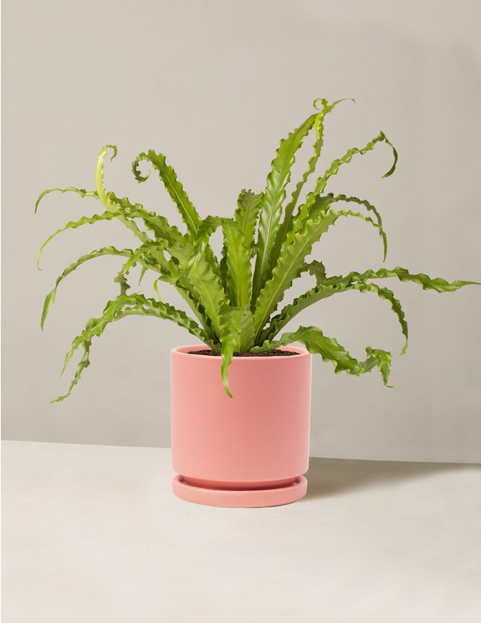 Medium (6"-12" tall) / Isabella (6.25" wide) / Bubblegum