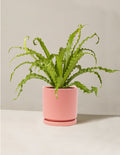Medium (6"-12" tall) / Isabella (6.25" wide) / Bubblegum