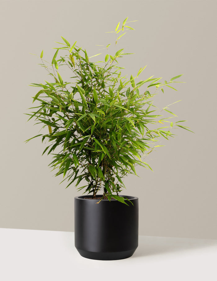 bundle | 3 Gallon | Mexia | Black