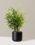 bundle | 3 Gallon | Mexia | Black