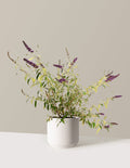 bundle | 3 Gallon | Mexia | Cream