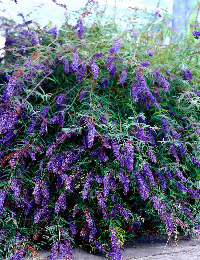 Black Knight Butterfly Bush