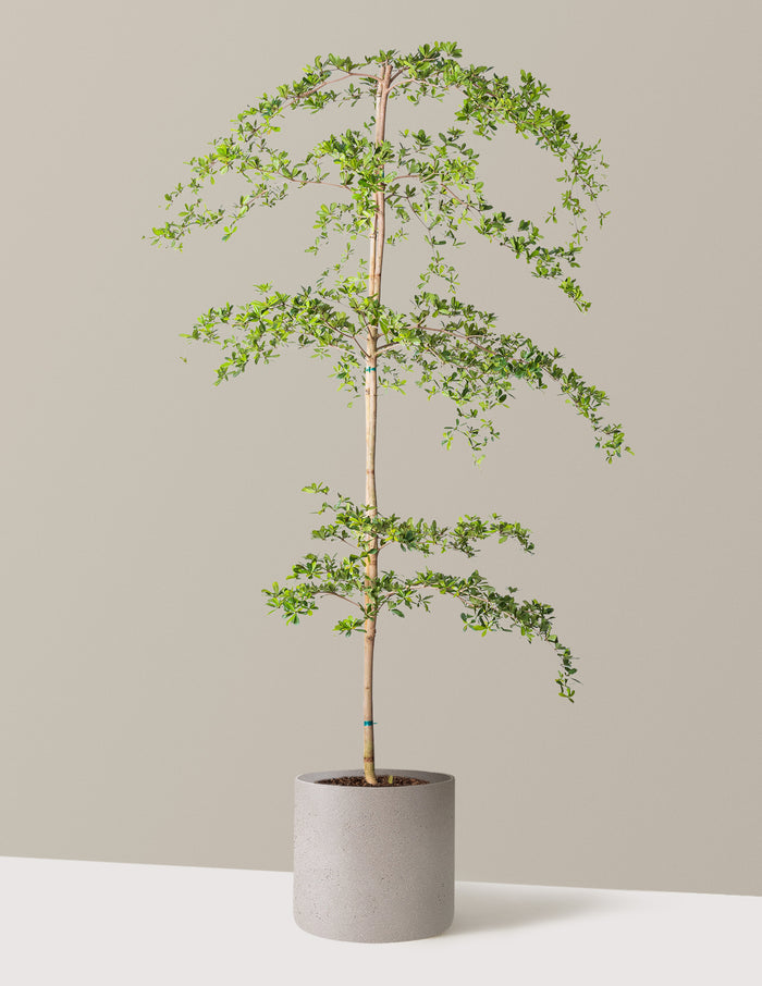 Black Olive Tree