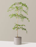 Black Olive Tree