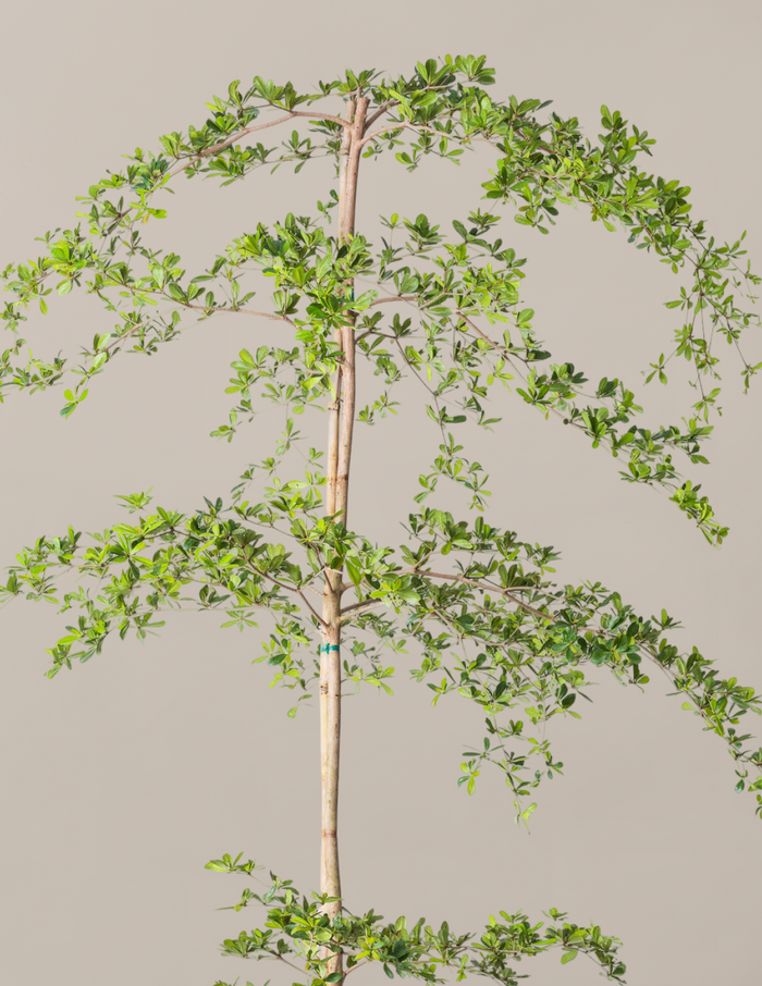Black Olive Tree