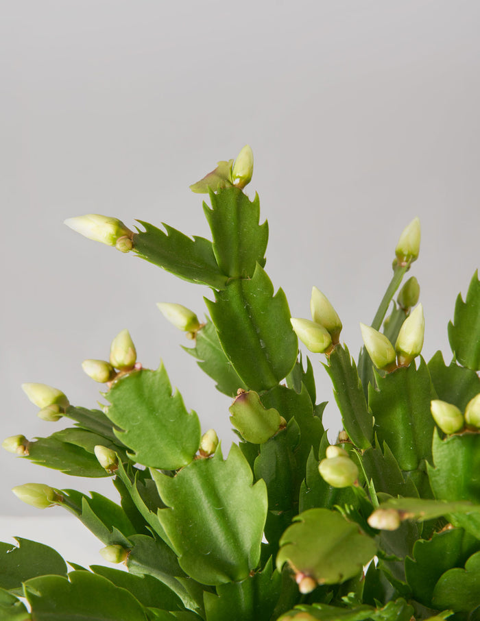 Blooming Cactus
