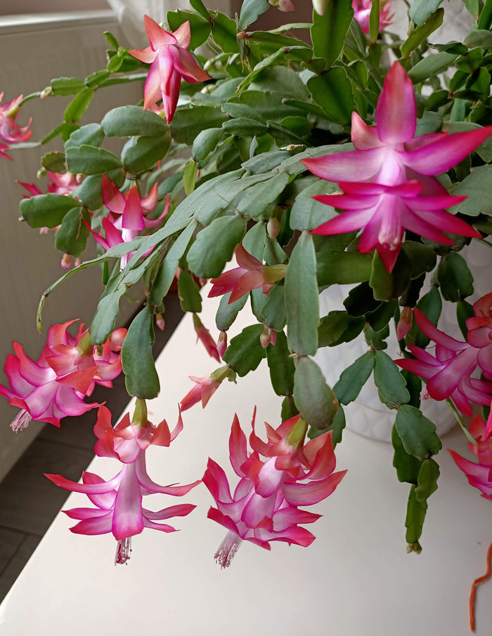 Blooming Cactus