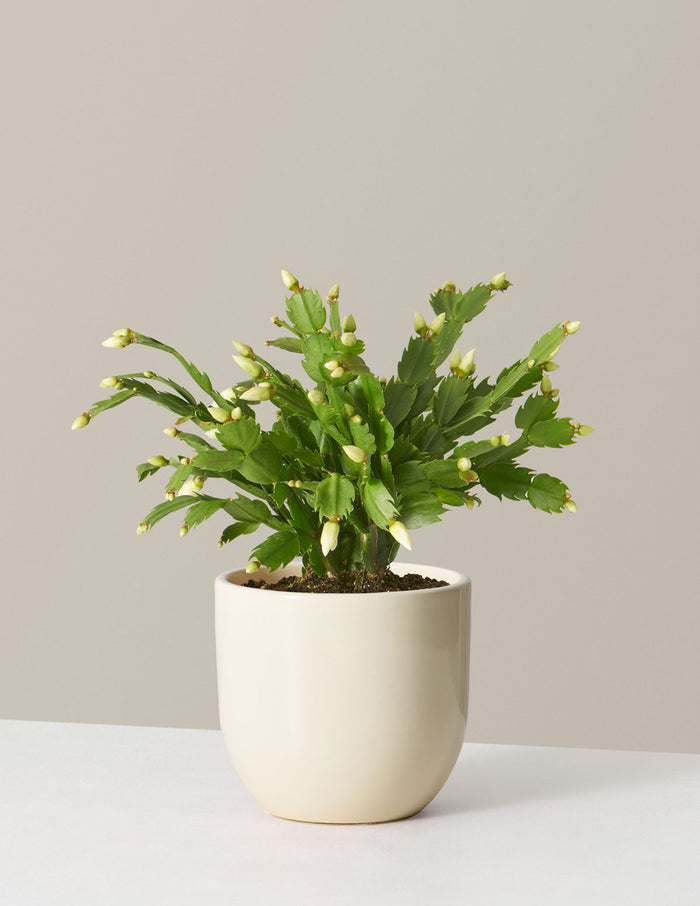 Blooming Cactus
