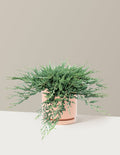 Blue Chip Juniper