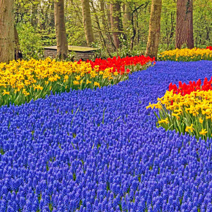 Blue Grape Hyacinth Super Sack