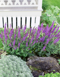 Blue Marvel Salvia