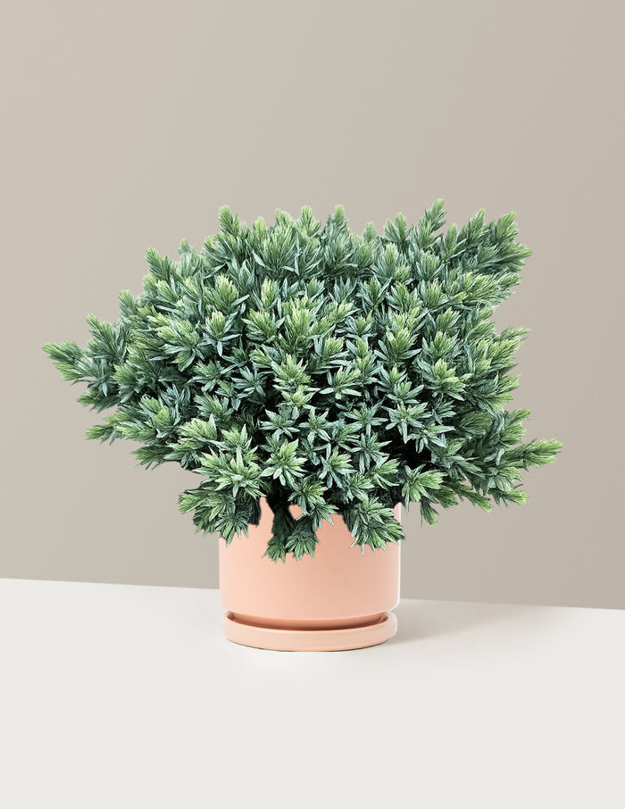 Blue Star Juniper