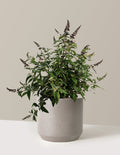 bundle | 3 Gallon | Mexia | Cement Grey