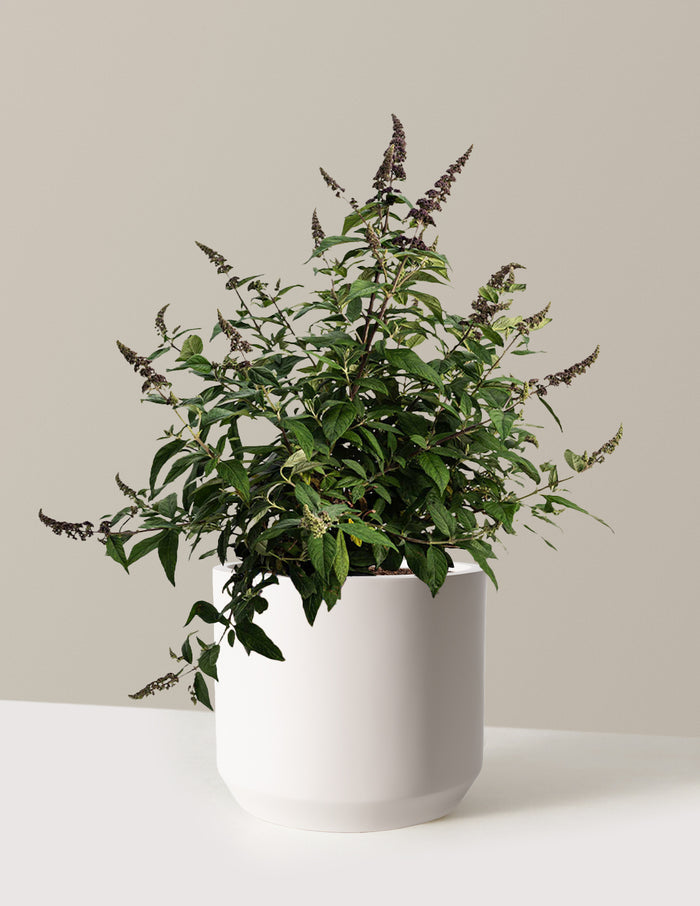 3 Gallon / Mexia / Cream