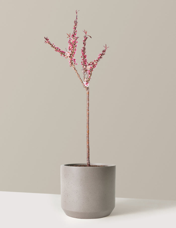 2-3 ft. / Mexia (13" wide) / Cement Grey