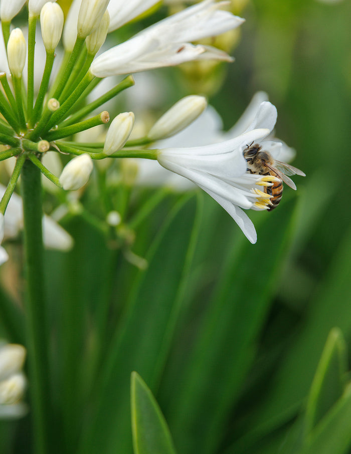 Bridal Veil® Agapanthus